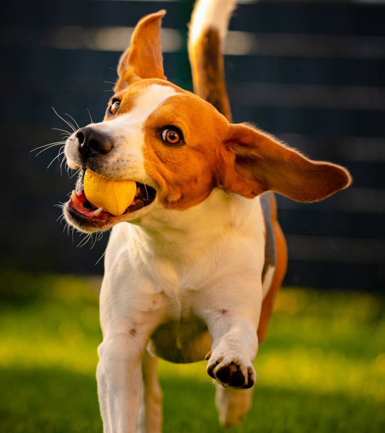 Beagle koira hauskaa puutarhassa ulkona ajaa ja hypätä pallo kohti kameraa - Valokuva, kuva