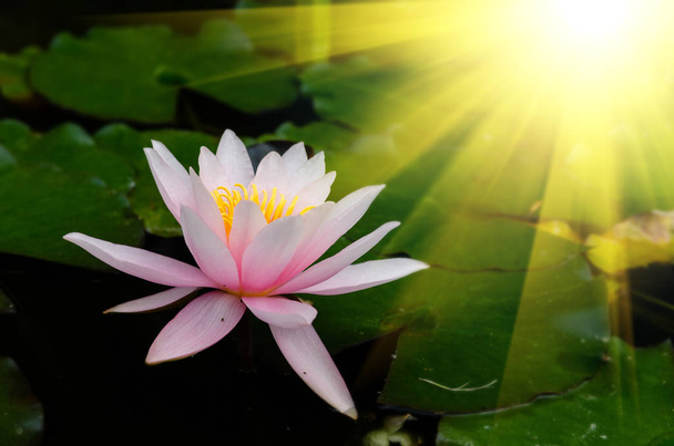 Kwiat lotosu piękne z bliska  - Zdjęcie, obraz