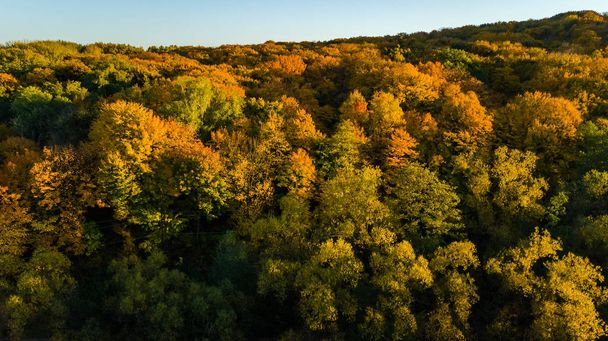 Golden autumn background, aerial drone view of beautiful forest landscape with yellow trees from above - Zdjęcie, obraz