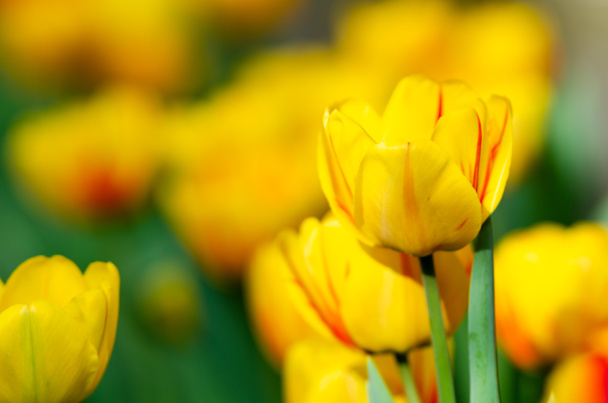 Hermosos tulipanes amarillos cerca  - Foto, imagen