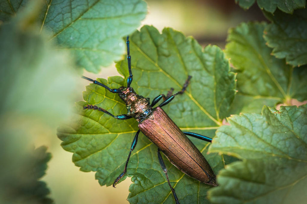 Aromia moschata longhorn beetle green. Aromia moschata en hoja. De cerca.
. - Foto, Imagen