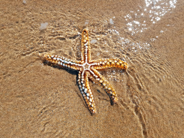 Starfish in the water at the atlantic ocean - Photo, Image