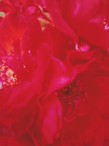 Red ανθόκηπος τριαντάφυλλο λουλούδι στο ηλιοβασίλεμα, floral πλάτη ομορφιά - Φωτογραφία, εικόνα