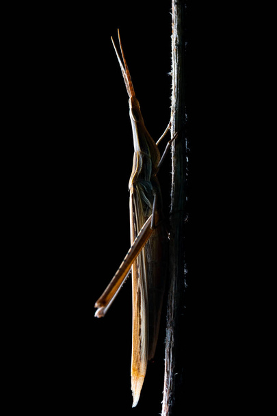 cone-headed grasshopper (Acrida ungarica) during the night - Photo, Image