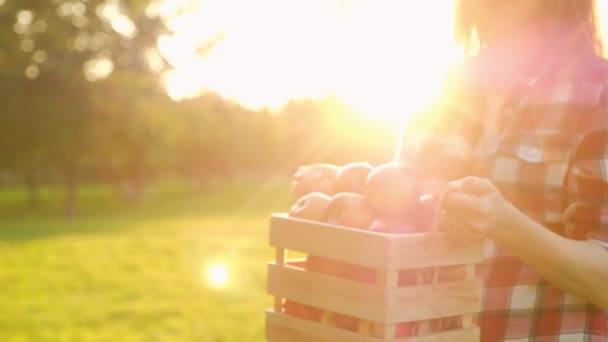 Side view of a positive young woman holding a wooden crate with juicy red apples - Materiał filmowy, wideo