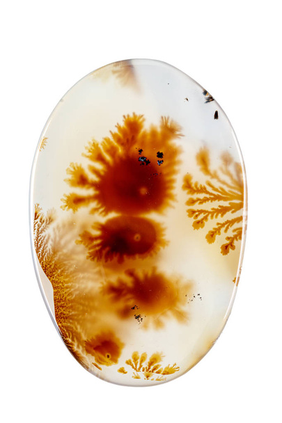 macro pedra mineral Agata muschiata em um fundo branco close-up
 - Foto, Imagem