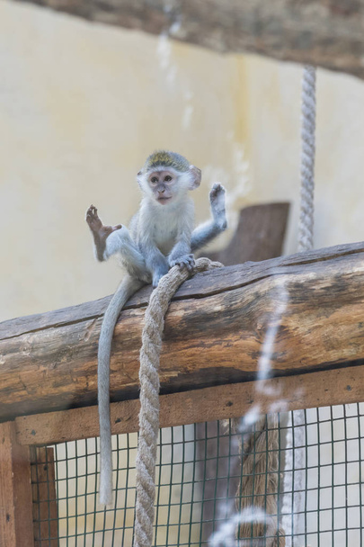 Чарівне обличчя маленької азіатської мавпи. Молода мавпа сидить на колоді
. - Фото, зображення