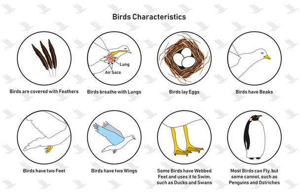 Vogelmerkmale Infografisches Diagramm mit Federn Lungen legen Eier Schnäbel, webbed Füße Flügel und Flugfähigkeit für biologische wissenschaftliche Ausbildung - Vektor, Bild