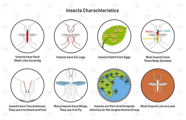 Características de los insectos Diagrama infográfico incluyendo la cáscara dura que cubre seis patas eclosionan de huevos secciones del cuerpo antenas alas grupo animal y viven en la tierra para la educación de ciencias biológicas
 - Vector, imagen