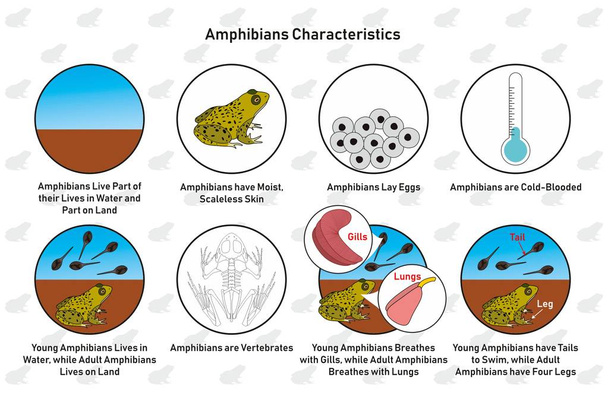 Merkmale der Amphibien infografisches Diagramm einschließlich Leben im Wasser und Land feuchte schuppenlose Haut Eier legen kaltblütige Wirbeltiere Kiemen Lunge Schwanz und Bein für den biologischen naturwissenschaftlichen Unterricht - Vektor, Bild