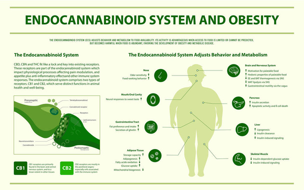 Endocannabinoid System and Obesity horizontal infographic - Vector, Image