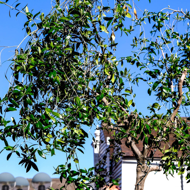 Молоді оливкові дерева ростуть зовні
 - Фото, зображення