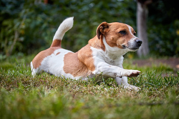 cute beautiful dog Jack Russell on a walk stretches - Photo, Image