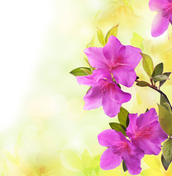 primavera in fiore con azalea viola
 - Foto, immagini
