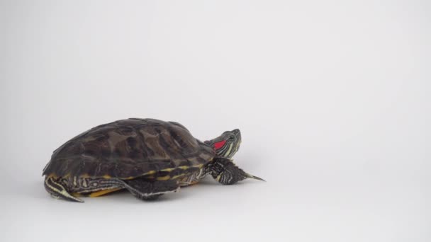 Turtle on a white background Pond slider - Záběry, video