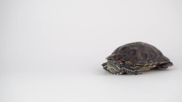 Turtle on a white background Pond slider - Séquence, vidéo