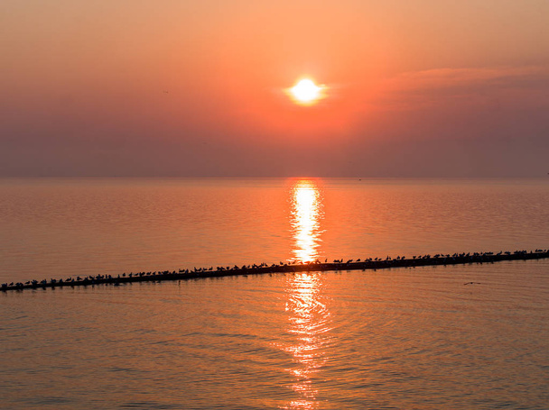 Merilokit istuvat aallonmurtajalla, kaunis vaaleanpunainen auringonlasku meren yllä.
 - Valokuva, kuva