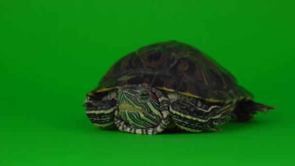 Turtle trachemys on a green background screen - Felvétel, videó