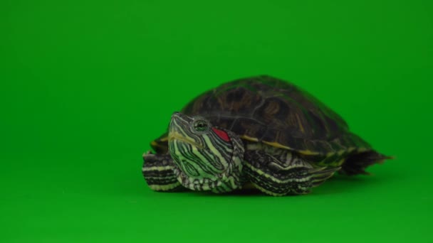 Turtle trachemys on a green background screen - Metraje, vídeo