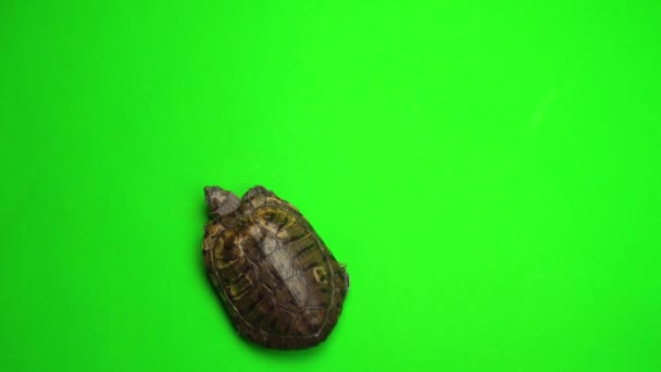 Trachemys de tortuga en una pantalla de fondo verde - Metraje, vídeo