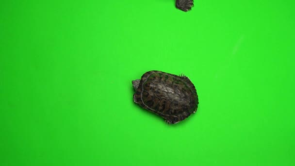 Trachemys de tortuga en una pantalla de fondo verde - Imágenes, Vídeo
