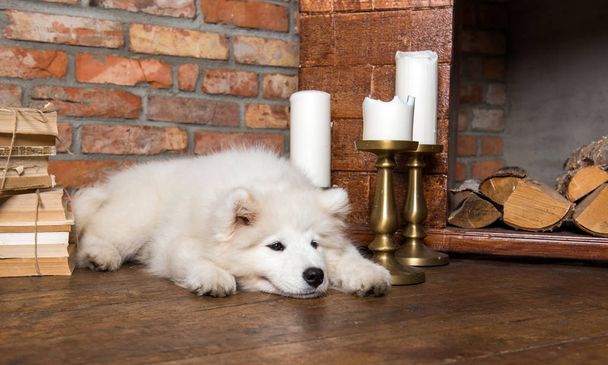White fluffy Samoyed puppy dog with book - Photo, Image