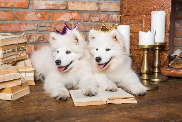 zwei weiße flauschige Samowar Welpen Hunde mit Buch - Foto, Bild