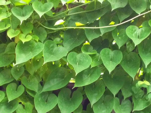 yeşil yapraklarıbir halı  - Fotoğraf, Görsel