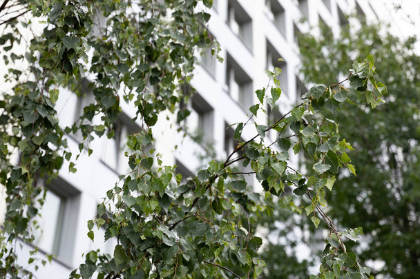 Πράσινα φύλλα σημύδας στο προσκήνιο και Λευκή πρόσοψη κτίριο στο παρασκήνιο. - Φωτογραφία, εικόνα