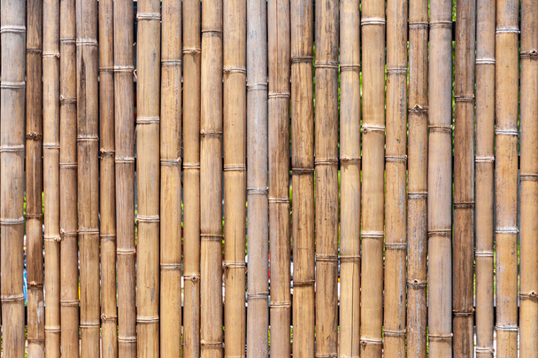 Bambusmauer oder Zaun - Foto, Bild