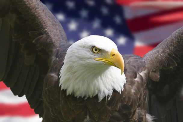 Amerikan kartalı bayrak ile - Fotoğraf, Görsel