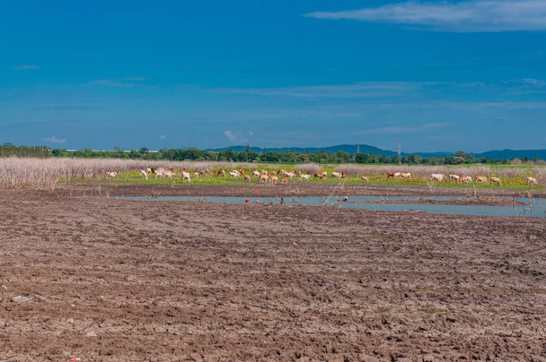 Granja de vacas de campo
 - Foto, Imagen