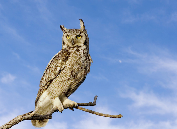 Great Horned Owl - Foto, afbeelding