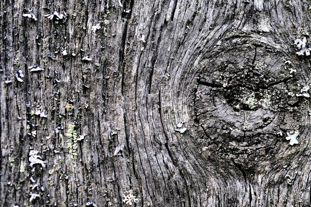 moss on an old peeling wooden surface. textural background - Fotoğraf, Görsel