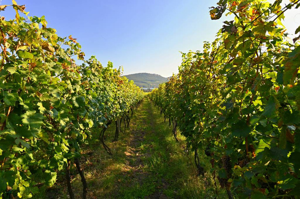 Grapes in the vineyard. Beautiful natural colorful background with wine. - Foto, imagen