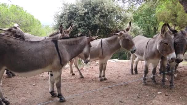 Group Of Beautiful Donkeys On Mountain On The French Riviera In France. Close Up View - 4K Video - Felvétel, videó