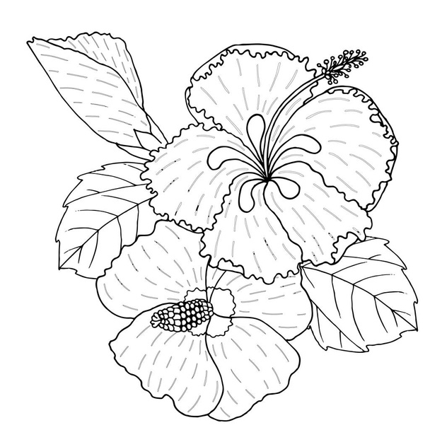 Векторна квітка гібіскуса мистецтво на білому
 - Вектор, зображення