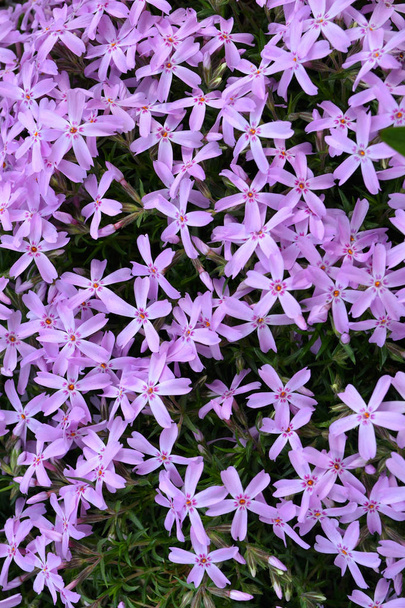 Phlox subulata: violetti kauneus. Violet Phlox subulata kukkii puutarhassa lähikuva rakenne, pystysuora kuva
 - Valokuva, kuva