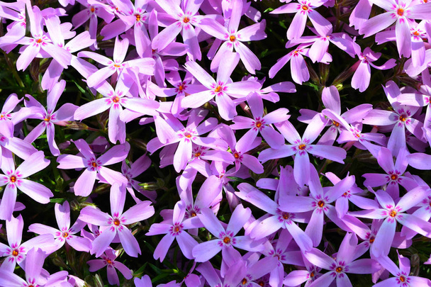 Phlox subulata: Viola bellezza. Chiudi sfondo texture
 - Foto, immagini