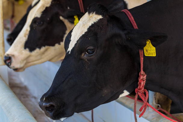 Молочна коров'яча ферма виробництво молока
 - Фото, зображення