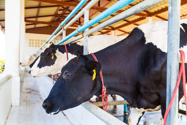 Молочна коров'яча ферма виробництво молока
 - Фото, зображення