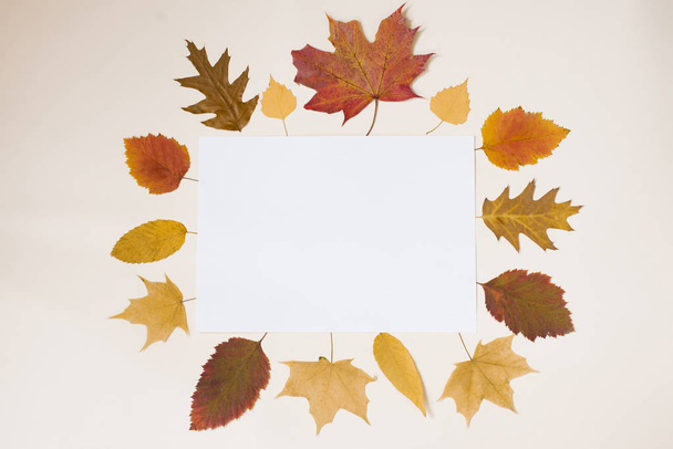 A sheet of white paper with a copy space for notes, around the paper are framed autumn yellow-orange leaves. The concept of autumn discounts, promotions, news - Zdjęcie, obraz