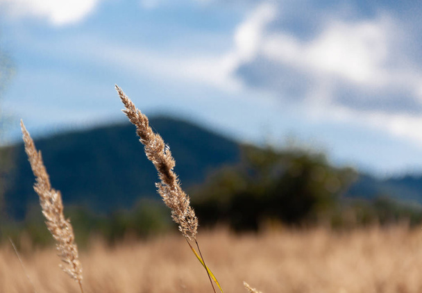 Summer day in the field, tall grass. Mountains, blue sky - Photo, image