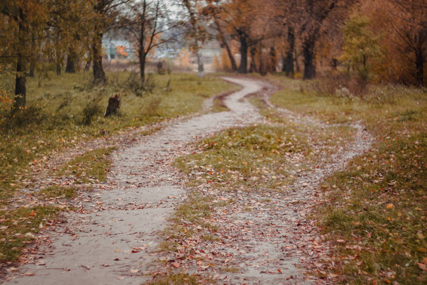 Krajobraz jesienią żółto-czerwony las ze ścieżką i Birches styl retro - Zdjęcie, obraz