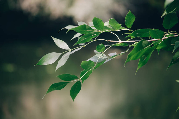 Κοντινό-up πράσινο κλαδί σε θαμπό φόντο του φθινοπώρου δάσος, επιλεκτική εστίαση - Φωτογραφία, εικόνα