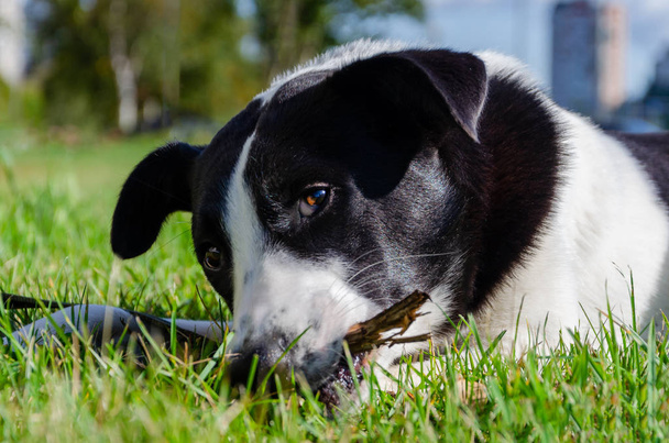 Ο νέος ενεργητικός μισός σκύλος τρώει. Πώς να προστατέψετε το σκύλο σας από την υπερθέρμανση. Ο σκύλος διψάει. Το αστείο πρόσωπο. - Φωτογραφία, εικόνα