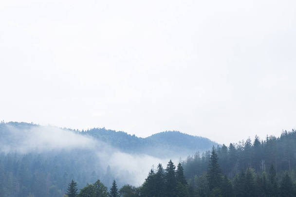 Mountain forest fog, pine tree landscape. Nature woods in mist. - Zdjęcie, obraz