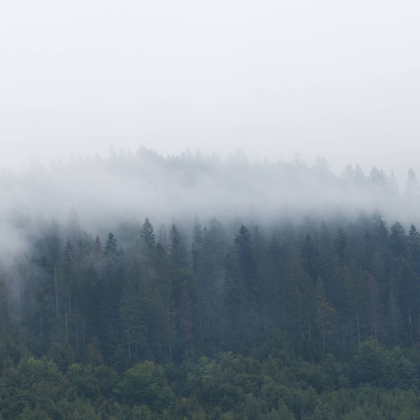 Prachtige wolken in Mountain forest, Alpen mist. - Foto, afbeelding