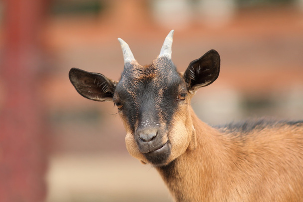 portré fiatal kecske - Fotó, kép