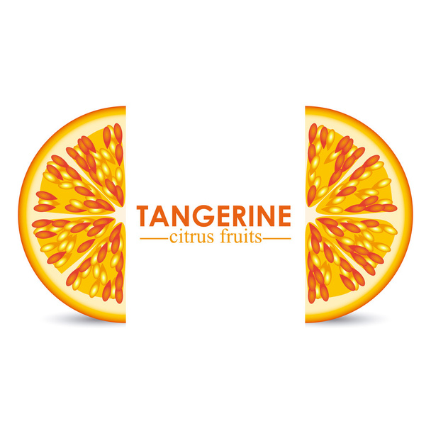 citrinos de tangerina - Vetor, Imagem